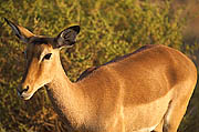 Impala Samburu Kenya